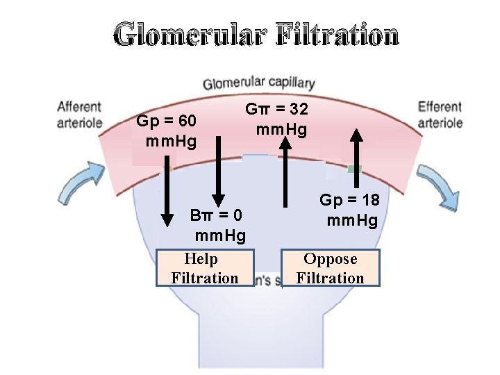 Glomerular Filtration Gp = 60 mm. Hg Gπ = 32 mm. Hg Bπ =