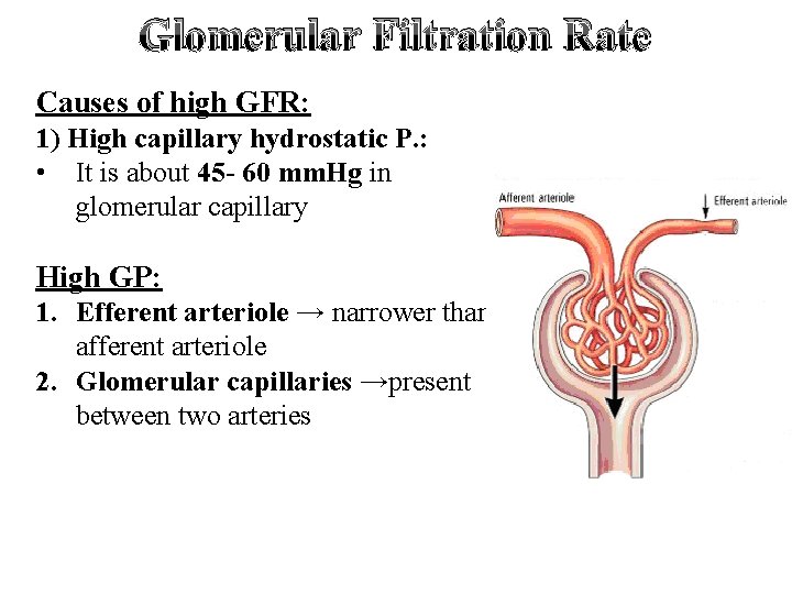 Glomerular Filtration Rate Causes of high GFR: 1) High capillary hydrostatic P. : •