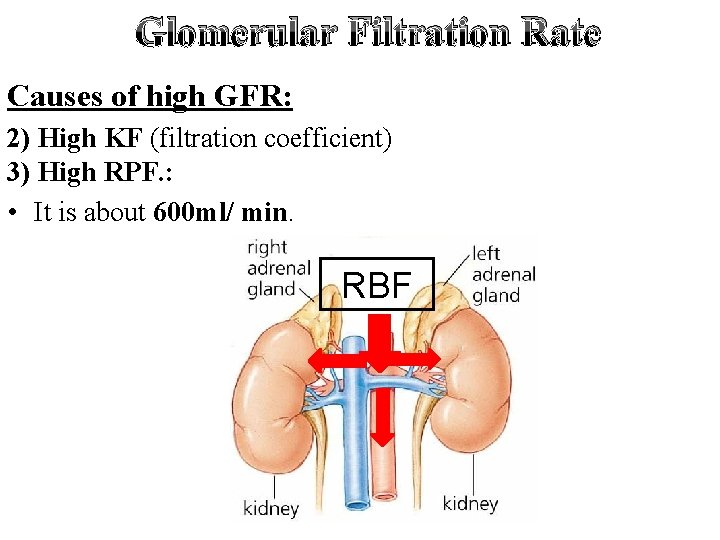 Glomerular Filtration Rate Causes of high GFR: 2) High KF (filtration coefficient) 3) High