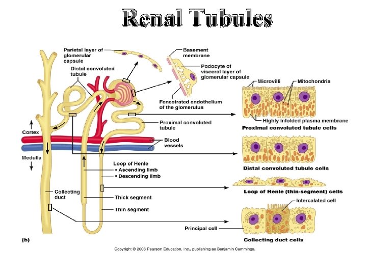 Renal Tubules 