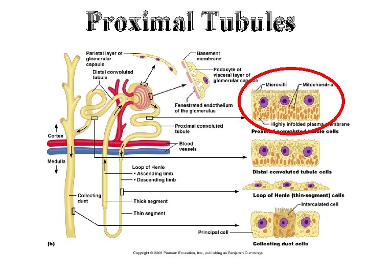 Proximal Tubules 
