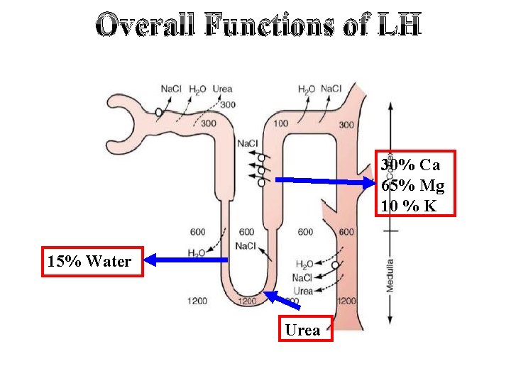 Overall Functions of LH 30% Ca 65% Mg 10 % K 15% Water Urea