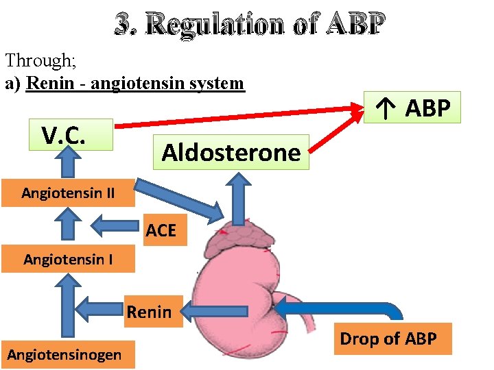 3. Regulation of ABP Through; a) Renin - angiotensin system V. C. ↑ ABP