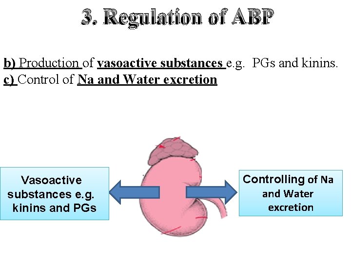 3. Regulation of ABP b) Production of vasoactive substances e. g. PGs and kinins.