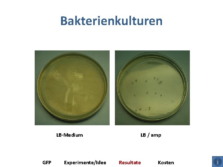 Bakterienkulturen LB-Medium GFP Experimente/Idee LB / amp Resultate Kosten 