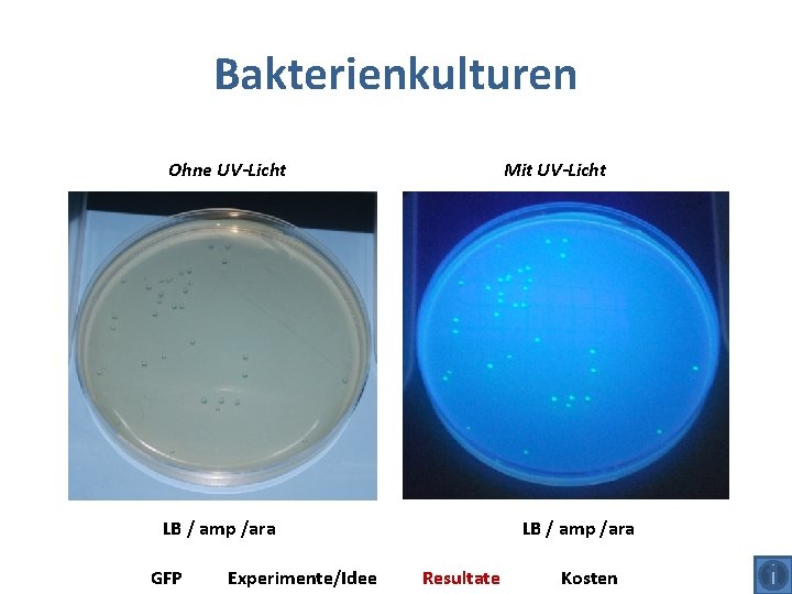 Bakterienkulturen Ohne UV-Licht Mit UV-Licht LB / amp /ara GFP Experimente/Idee LB / amp