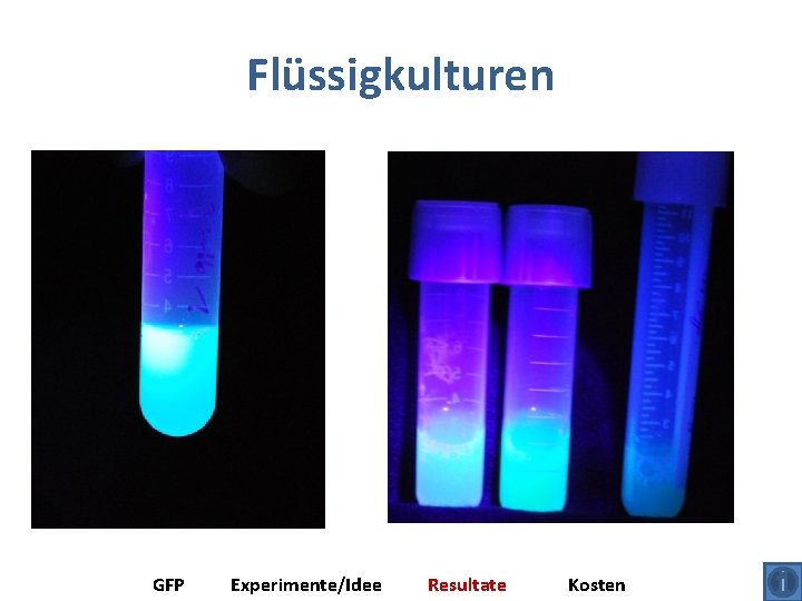 Flüssigkulturen GFP Experimente/Idee Resultate Kosten 