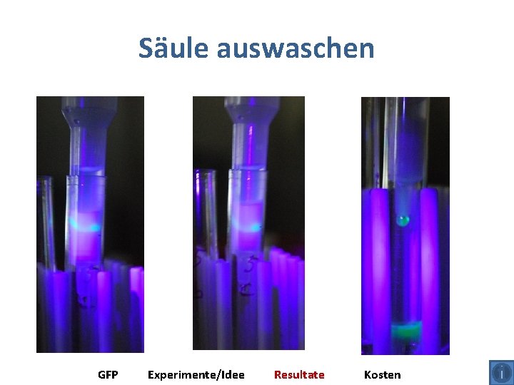 Säule auswaschen GFP Experimente/Idee Resultate Kosten 