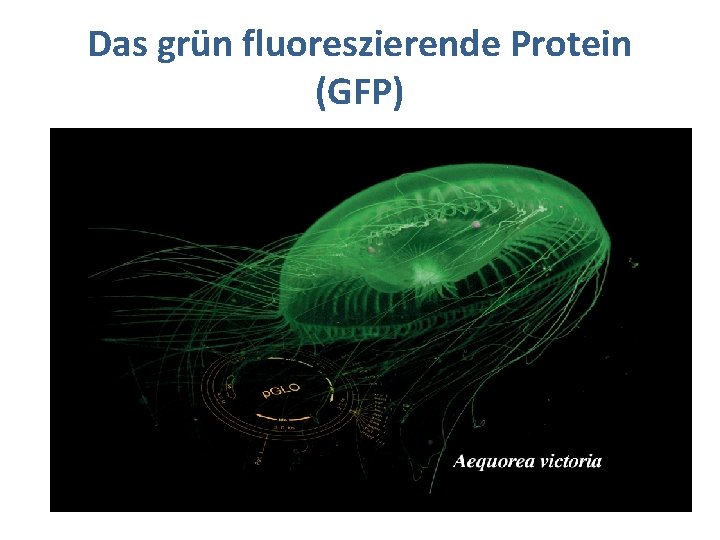 Das grün fluoreszierende Protein (GFP) 