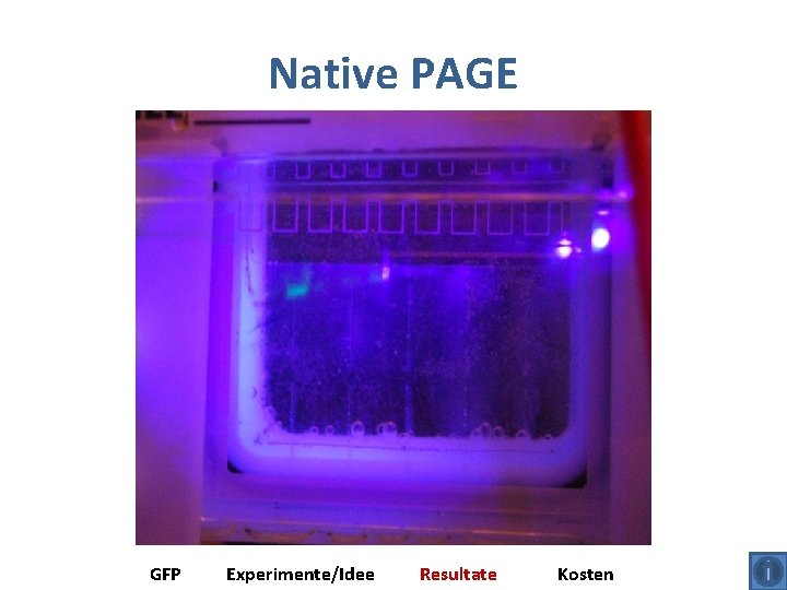 Native PAGE GFP Experimente/Idee Resultate Kosten 