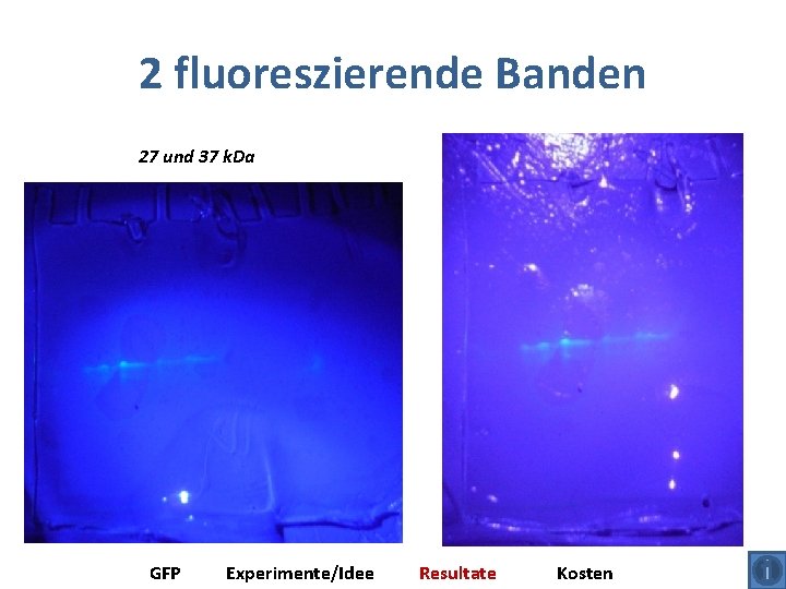 2 fluoreszierende Banden 27 und 37 k. Da GFP Experimente/Idee Resultate Kosten 