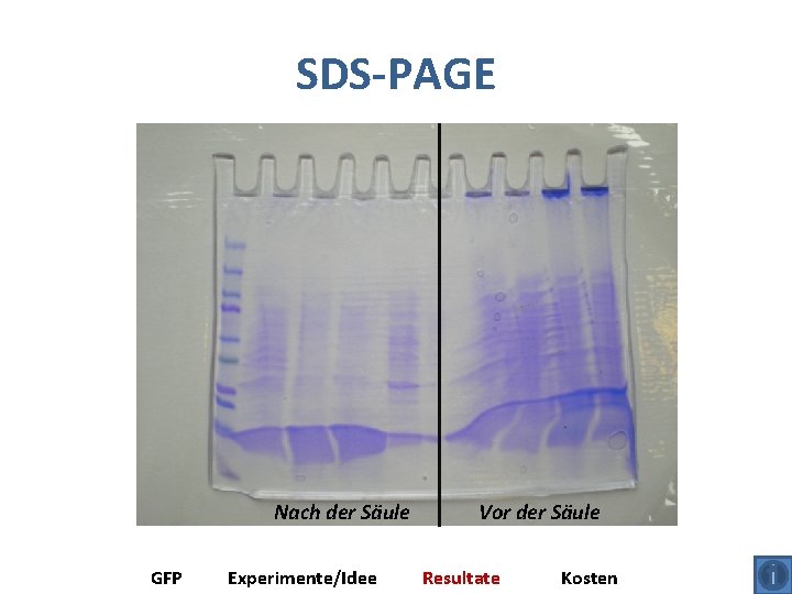 SDS-PAGE Nach der Säule GFP Experimente/Idee Vor der Säule Resultate Kosten 
