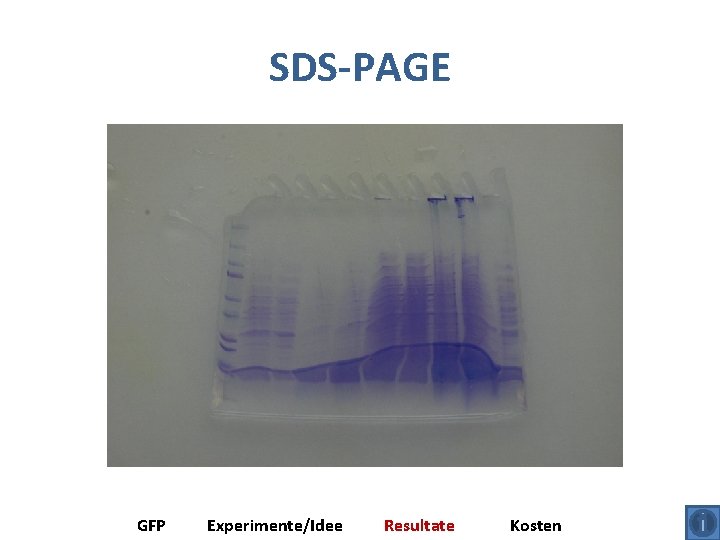 SDS-PAGE GFP Experimente/Idee Resultate Kosten 