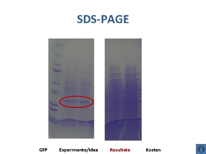 SDS-PAGE GFP Experimente/Idee Resultate Kosten 