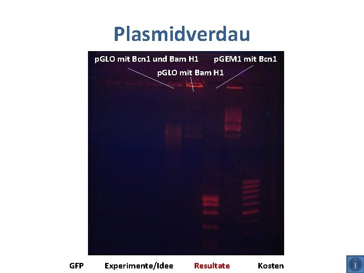 Plasmidverdau p. GLO mit Bcn 1 und Bam H 1 p. GEM 1 mit