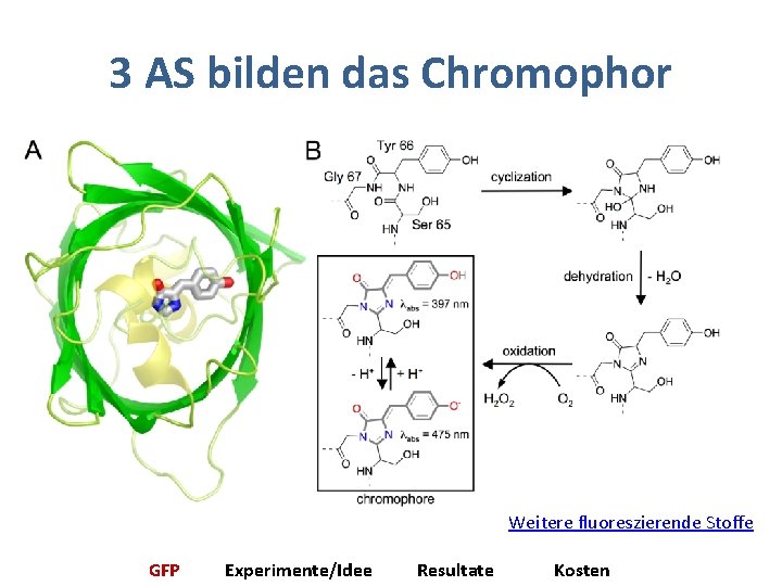 3 AS bilden das Chromophor Weitere fluoreszierende Stoffe GFP Experimente/Idee Resultate Kosten 