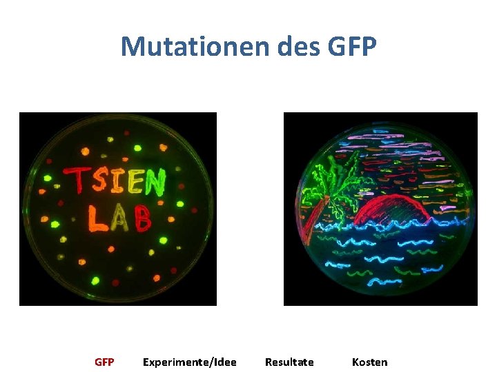 Mutationen des GFP Experimente/Idee Resultate Kosten 