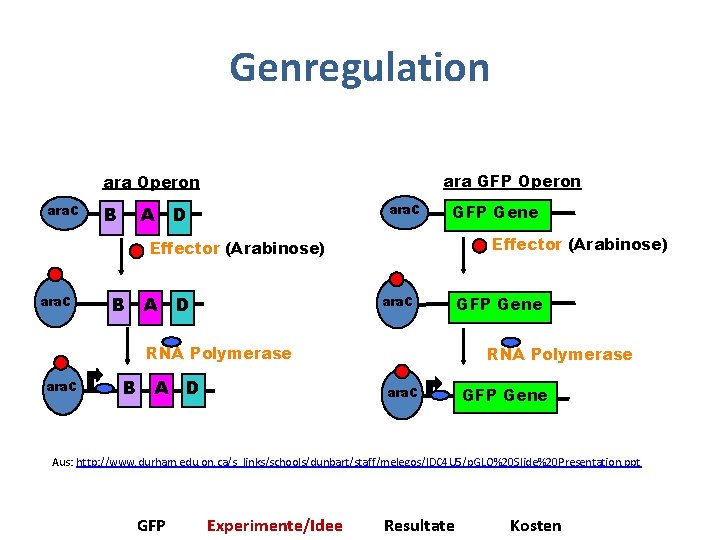 Genregulation ara GFP Operon ara. C B ara. C A D GFP Gene Effector