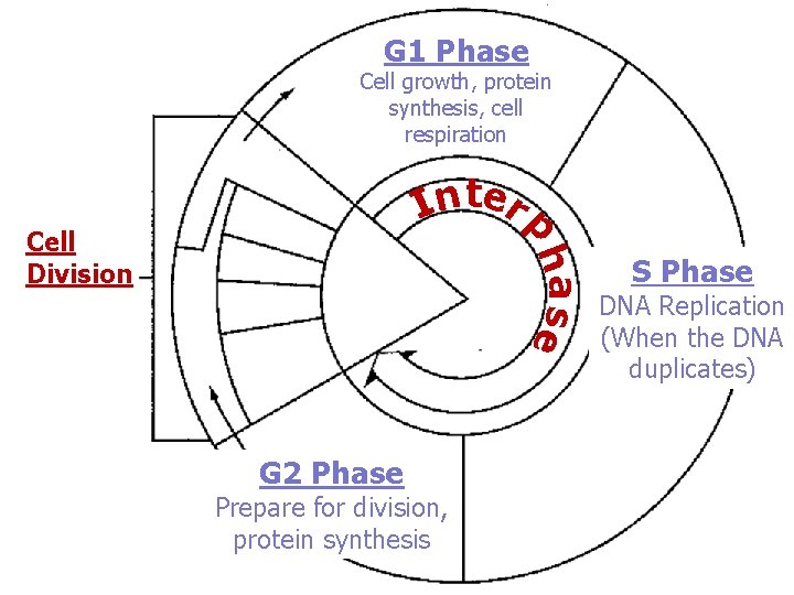 G 1 Phase Cell growth, protein synthesis, cell respiration I n ter p ha