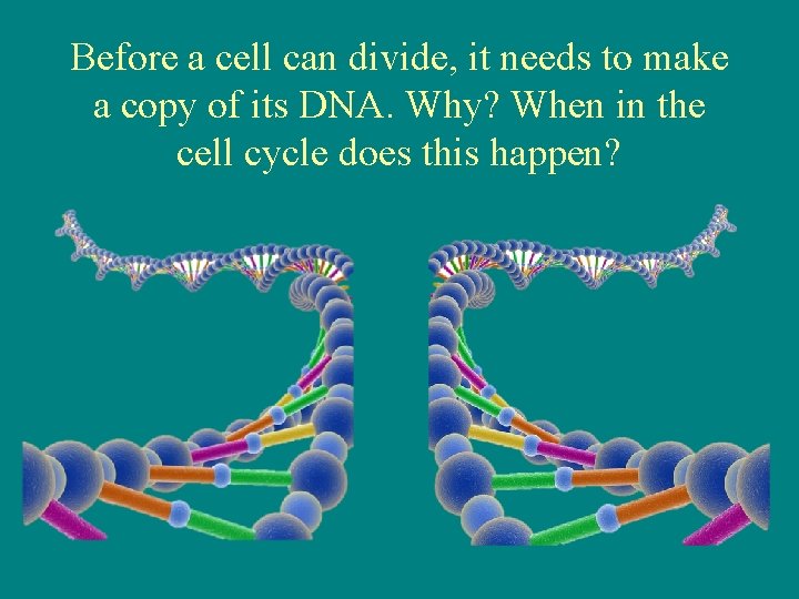 Before a cell can divide, it needs to make a copy of its DNA.