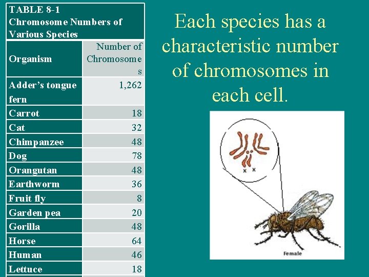 TABLE 8 -1 Chromosome Numbers of Various Species Number of Organism Chromosome s Adder’s