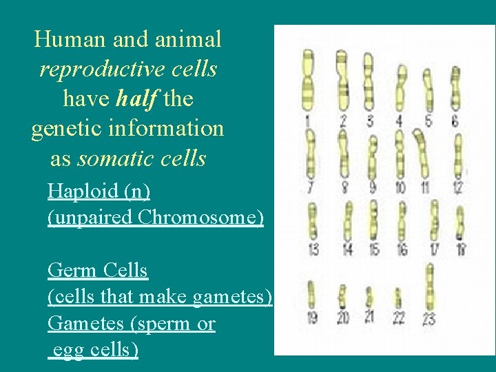 Human and animal reproductive cells have half the genetic information as somatic cells Haploid