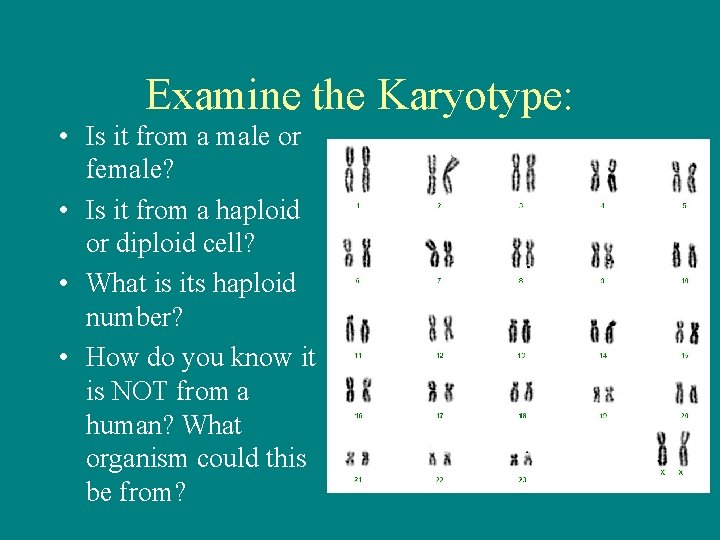 Examine the Karyotype: • Is it from a male or female? • Is it