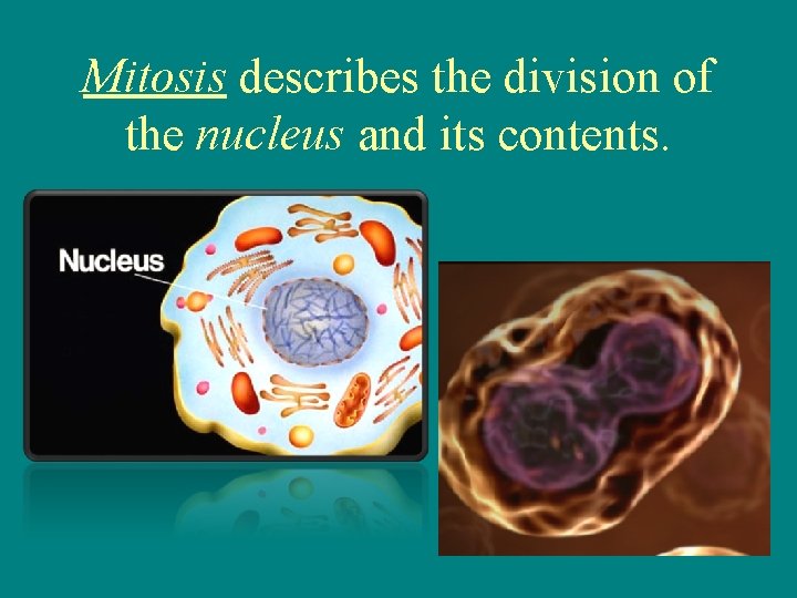 Mitosis describes the division of the nucleus and its contents. 