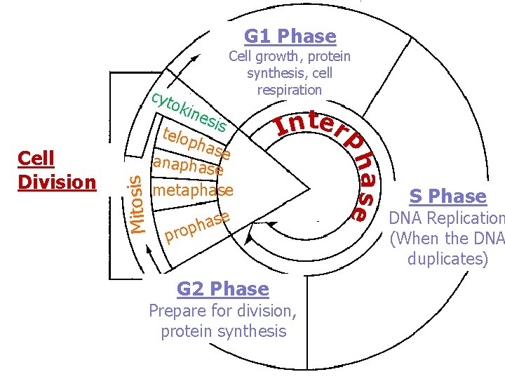 G 1 Phase cyt oki Cell growth, protein synthesis, cell respiration Mitosis is pha