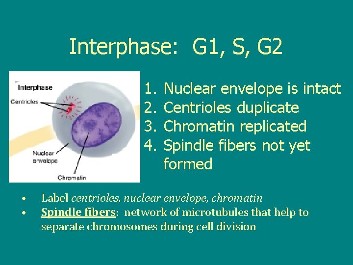 Interphase: G 1, S, G 2 1. 2. 3. 4. • • Nuclear envelope