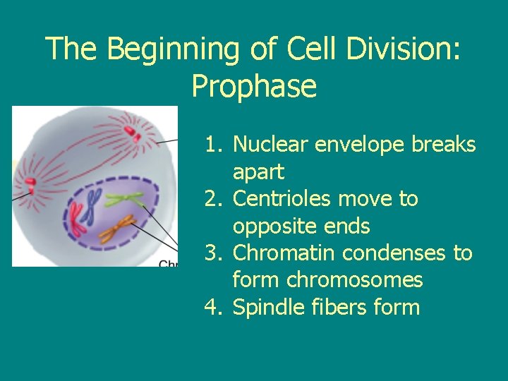 The Beginning of Cell Division: Prophase 1. Nuclear envelope breaks apart 2. Centrioles move