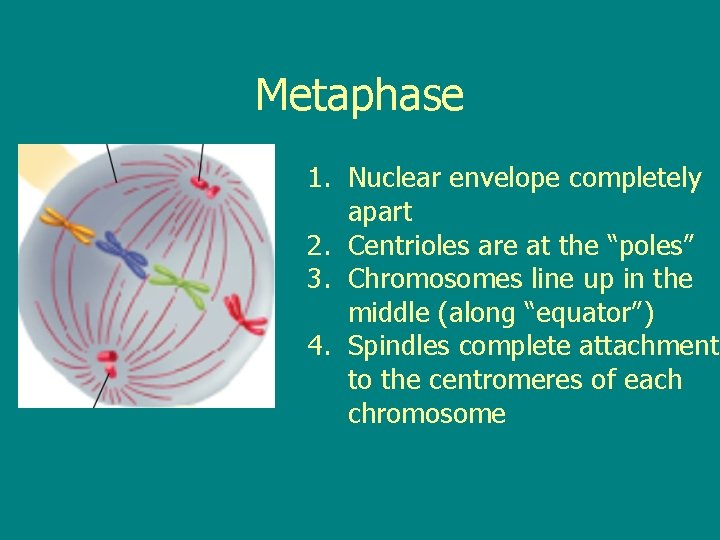 Metaphase 1. Nuclear envelope completely apart 2. Centrioles are at the “poles” 3. Chromosomes
