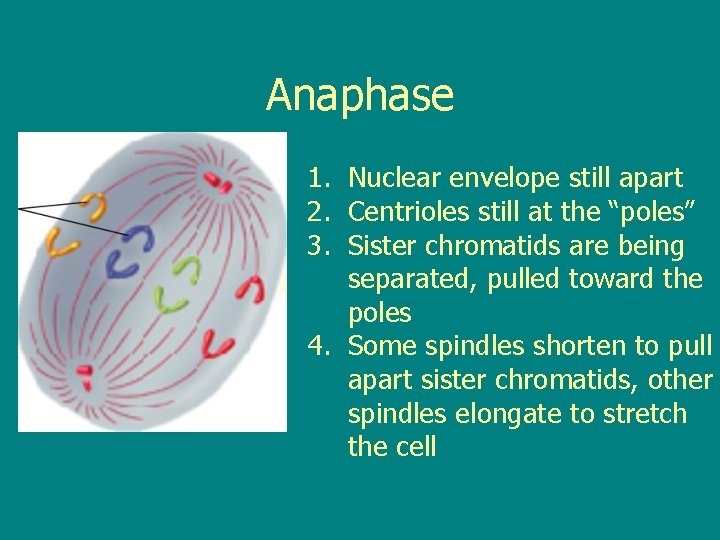 Anaphase 1. Nuclear envelope still apart 2. Centrioles still at the “poles” 3. Sister
