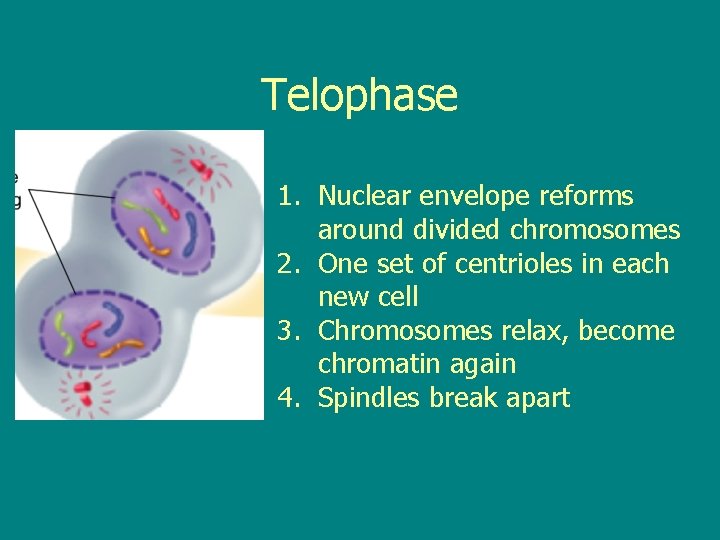 Telophase 1. Nuclear envelope reforms around divided chromosomes 2. One set of centrioles in