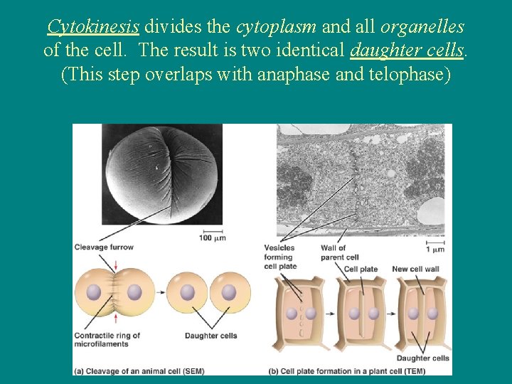 Cytokinesis divides the cytoplasm and all organelles of the cell. The result is two