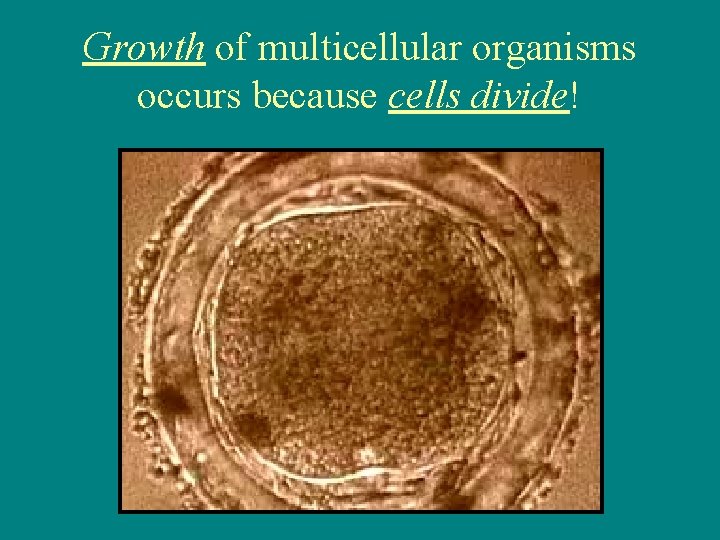 Growth of multicellular organisms occurs because cells divide! 