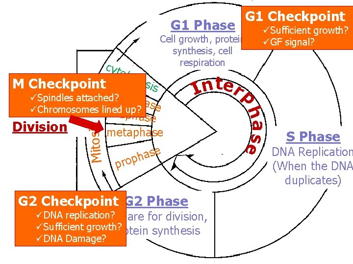 G 1 Phase Cell growth, protein synthesis, cell respiration cyt oki M Checkpoint t