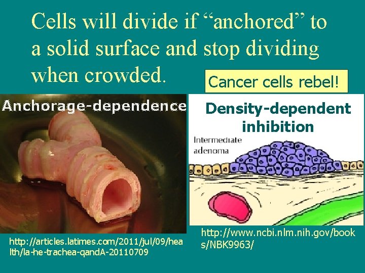 Cells will divide if “anchored” to a solid surface and stop dividing when crowded.