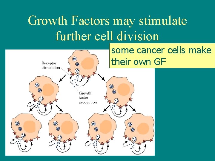 Growth Factors may stimulate further cell division some cancer cells make their own GF
