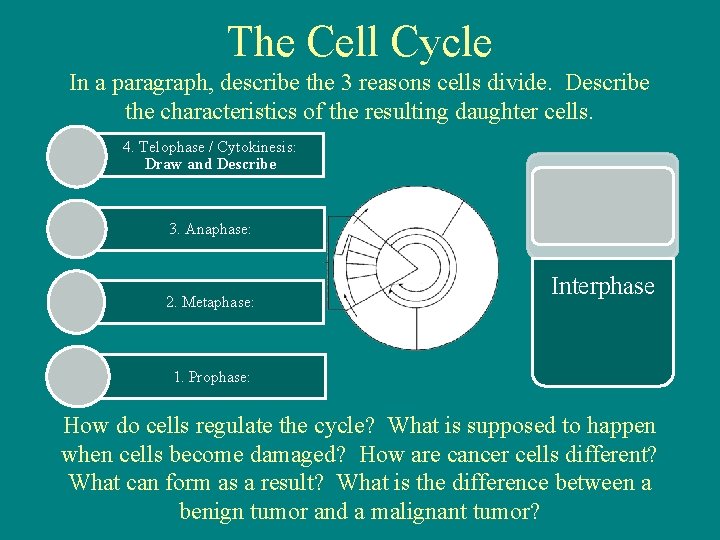 The Cell Cycle In a paragraph, describe the 3 reasons cells divide. Describe the