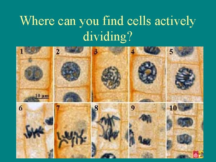 Where can you find cells actively dividing? 
