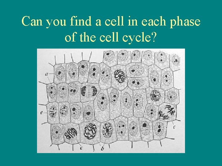 Can you find a cell in each phase of the cell cycle? 