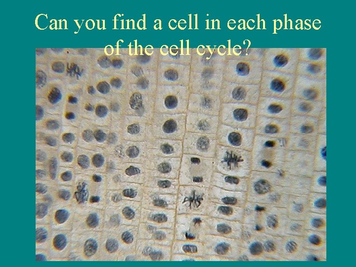 Can you find a cell in each phase of the cell cycle? 