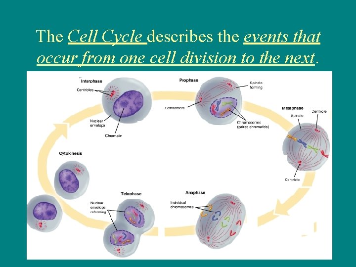 The Cell Cycle describes the events that occur from one cell division to the