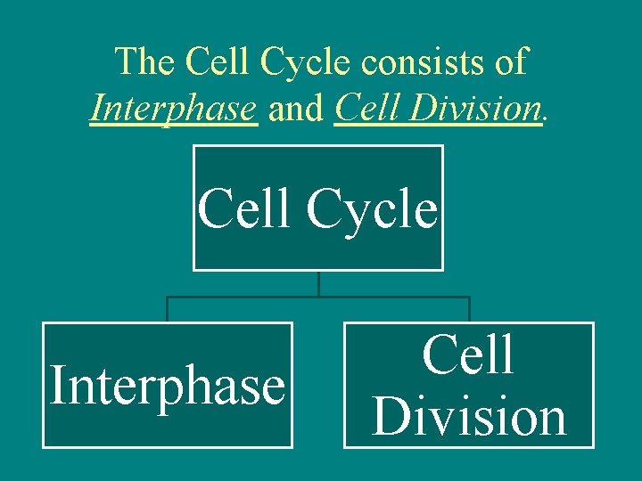 The Cell Cycle consists of Interphase and Cell Division. Cell Cycle Interphase Cell Division