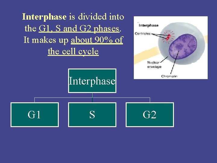 Interphase is divided into the G 1, S and G 2 phases. It makes