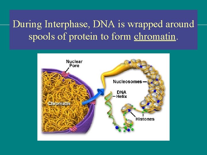 During Interphase, DNA is wrapped around spools of protein to form chromatin. 