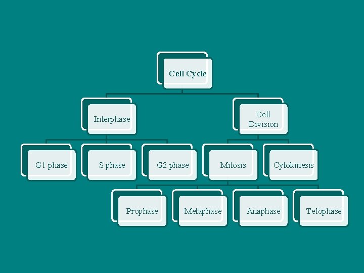 Cell Cycle Cell Division Interphase G 1 phase S phase G 2 phase Prophase