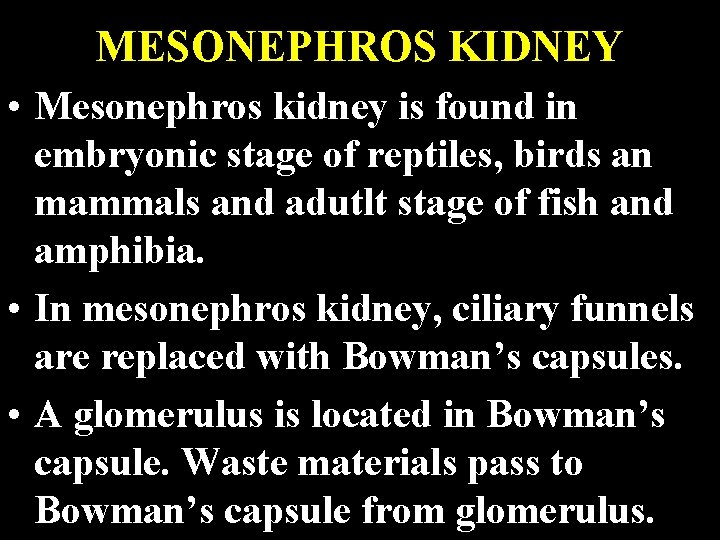 MESONEPHROS KIDNEY • Mesonephros kidney is found in embryonic stage of reptiles, birds an
