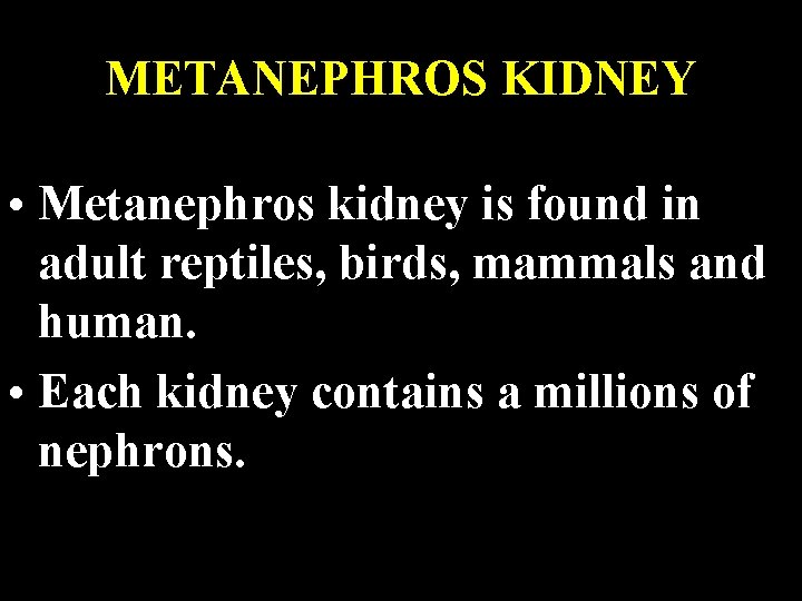 METANEPHROS KIDNEY • Metanephros kidney is found in adult reptiles, birds, mammals and human.
